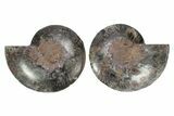 Cut & Polished Ammonite Fossil - Unusual Black Color #244955-1